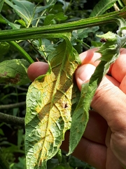 Pucciniastrum symphyti