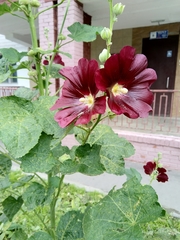 Alcea rosea