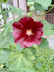Alcea rosea