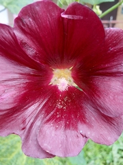Alcea rosea