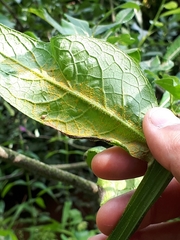 Pucciniastrum symphyti