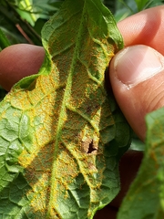 Pucciniastrum symphyti