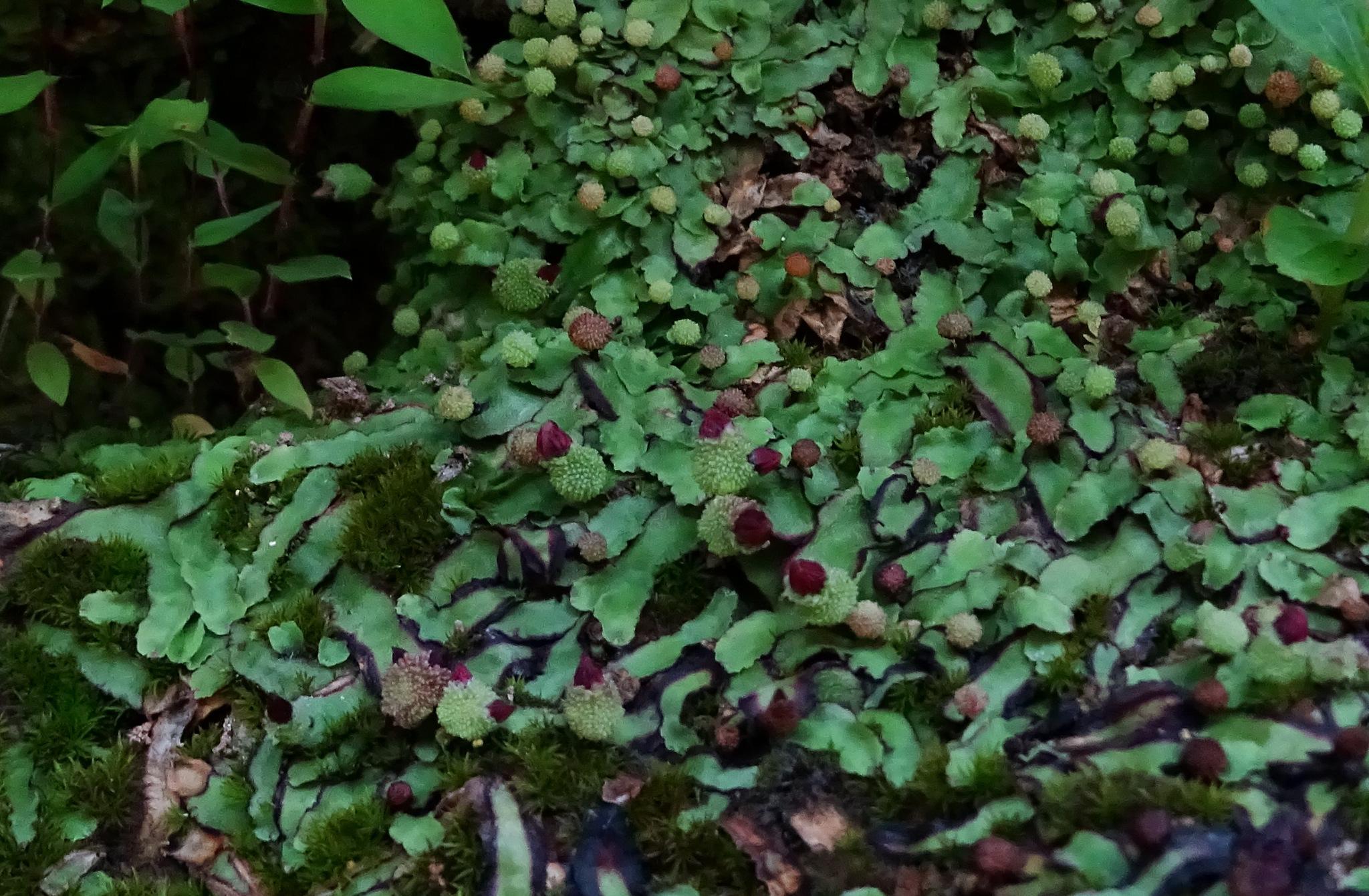 Asterella wallichiana