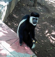 Colobus guereza