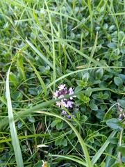 Thymus alpigenus