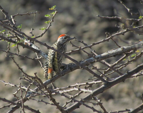 Cardinal Woodpecker