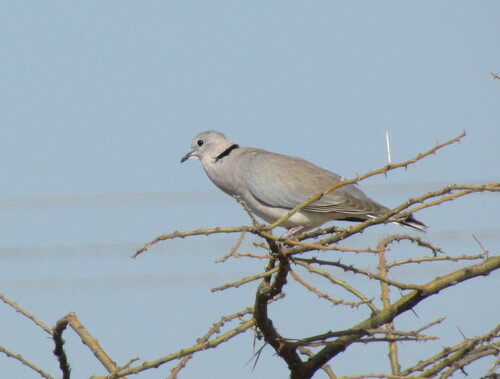 African Collared-Dove
