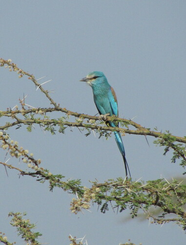 Abyssinian Roller