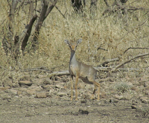 Salt's Dik-dik