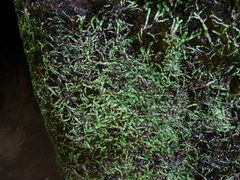 Asterella wallichiana