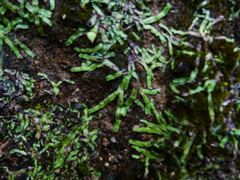 Asterella wallichiana