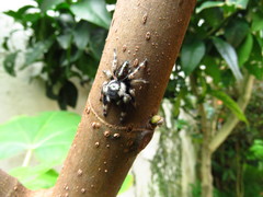 Phidippus bidentatus