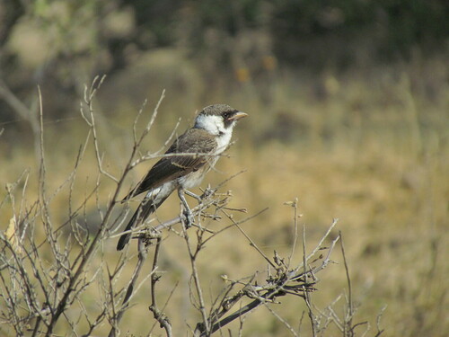 White-rumped Shrike