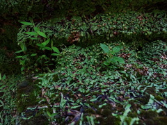 Asterella wallichiana