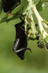 Piezogaster calcarator