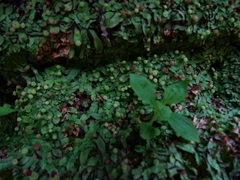 Asterella wallichiana