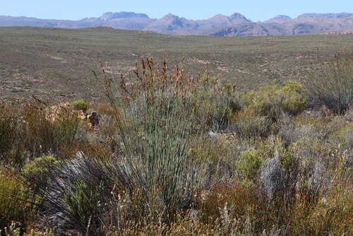 Image of Arid Fountainbush (Cannomois schlechteri) by (c) Tony Rebelo, some rights reserved (CC BY-SA)