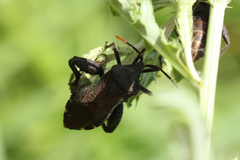 Piezogaster calcarator