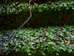 Asterella wallichiana