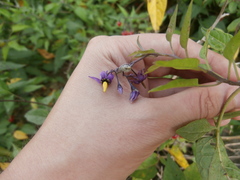 Solanum dulcamara
