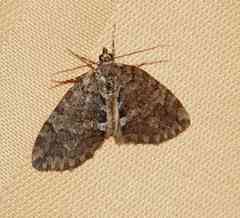 Hydriomena renunciata