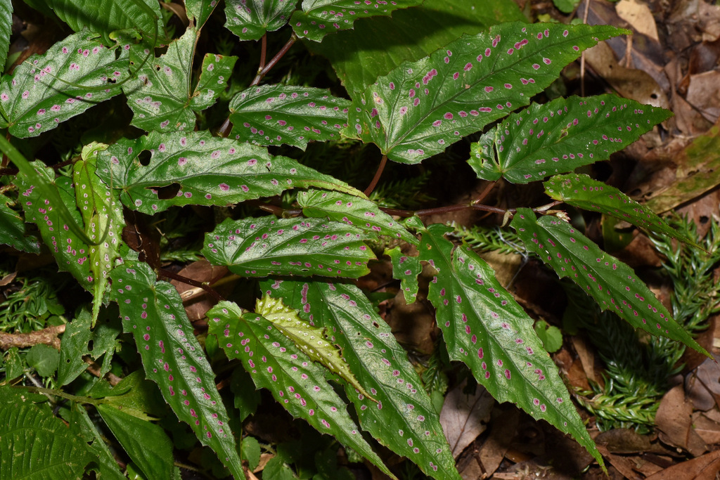Begonia taiwaniana