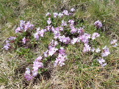 Primula integrifolia