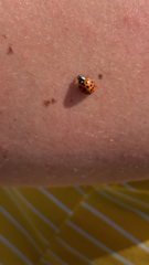 Harmonia axyridis