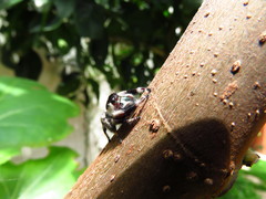 Phidippus bidentatus