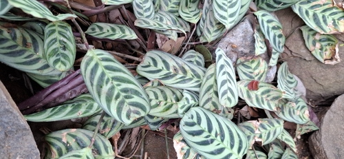 Foto de Maranta Burle Marx