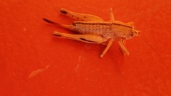 Ateloplus