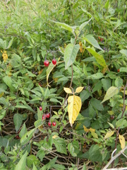 Solanum dulcamara