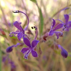 Trichostema laxum