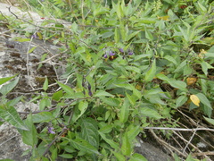 Solanum dulcamara