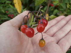 Solanum dulcamara