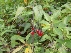 Solanum dulcamara