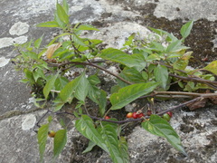 Solanum dulcamara