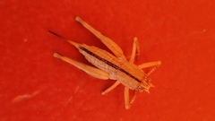 Ateloplus