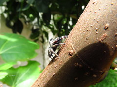 Phidippus bidentatus