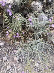 Penstemon sepalulus