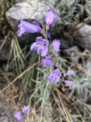 Penstemon sepalulus