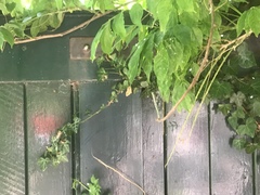 Camptogramma bilineata