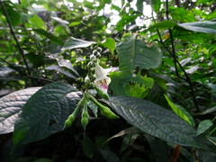 Asystasia dalzelliana