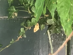 Camptogramma bilineata