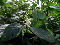 Asystasia dalzelliana