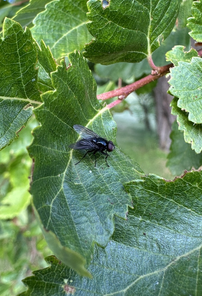 Myospila cyanea