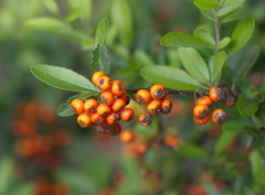 Pyracantha coccinea