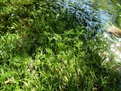 Ranunculus kauffmannii