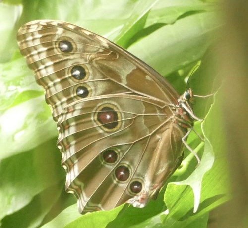 Common Morpho photo 3