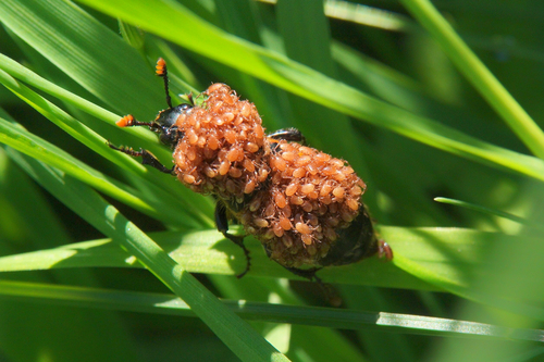 Poecilochirus necrophori